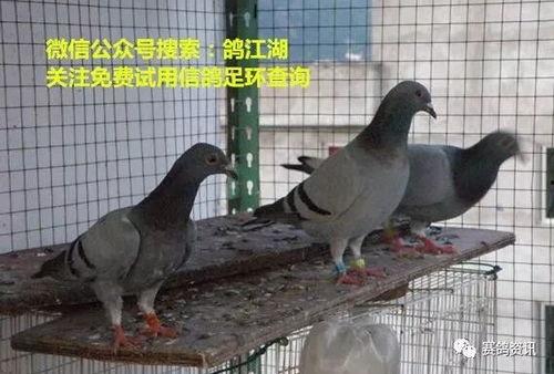 鸽子爆料打架视频真实事件,一场真实打架事件的视频记录